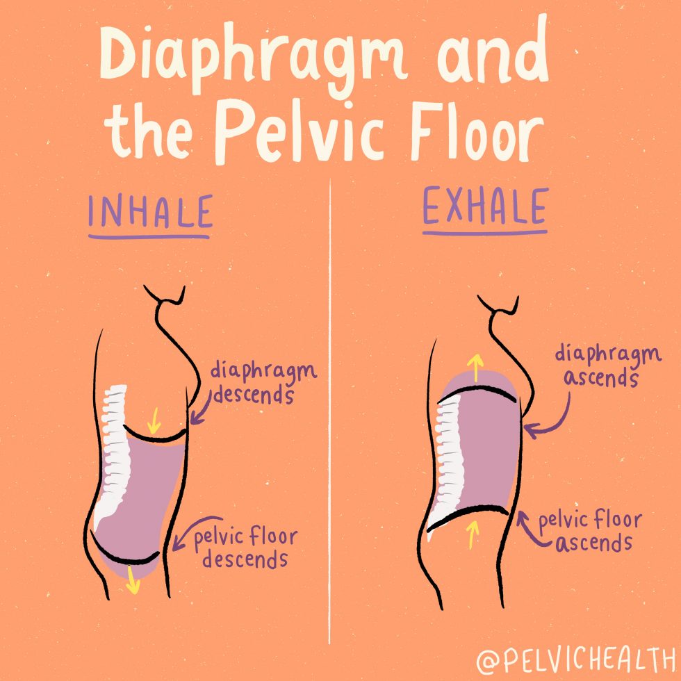 The Important Relationship Between Your Core And Pelvic Floor Muscles Pivotal Physiotherapy